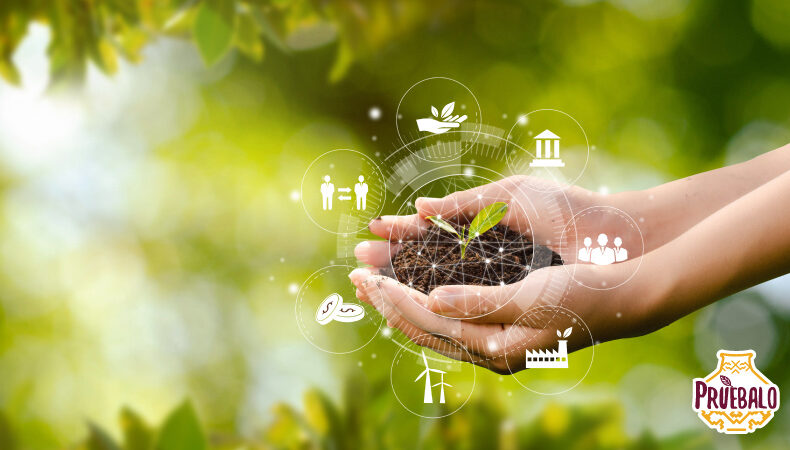 Pasos para crear un econegocio